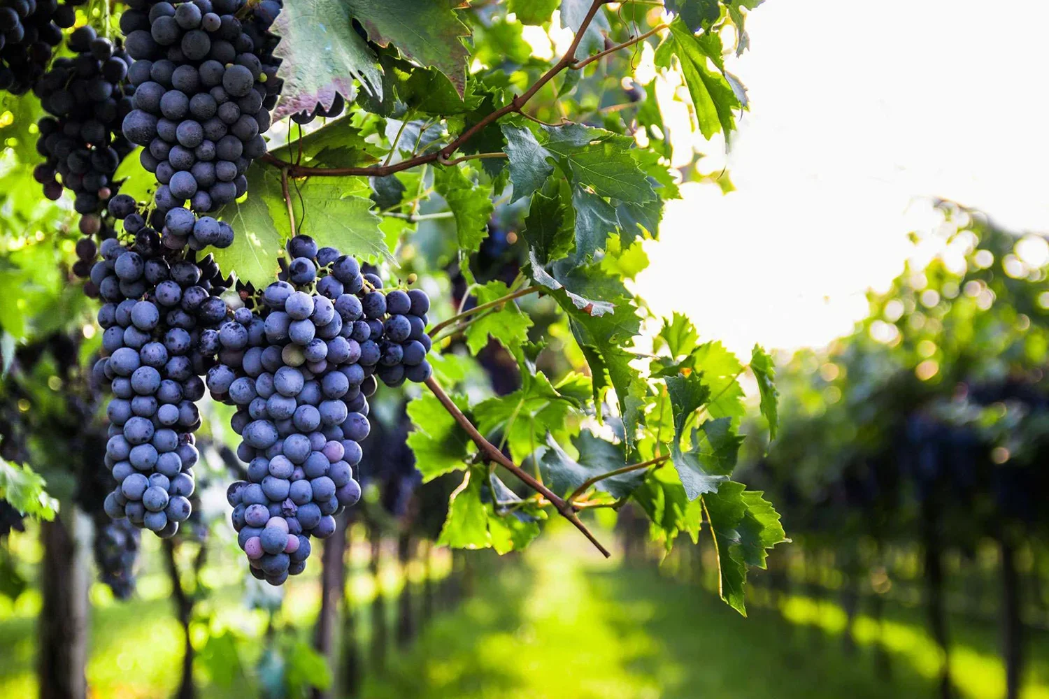 GALLERY_0001_CHIANTI Sangiovese grape 02.webp