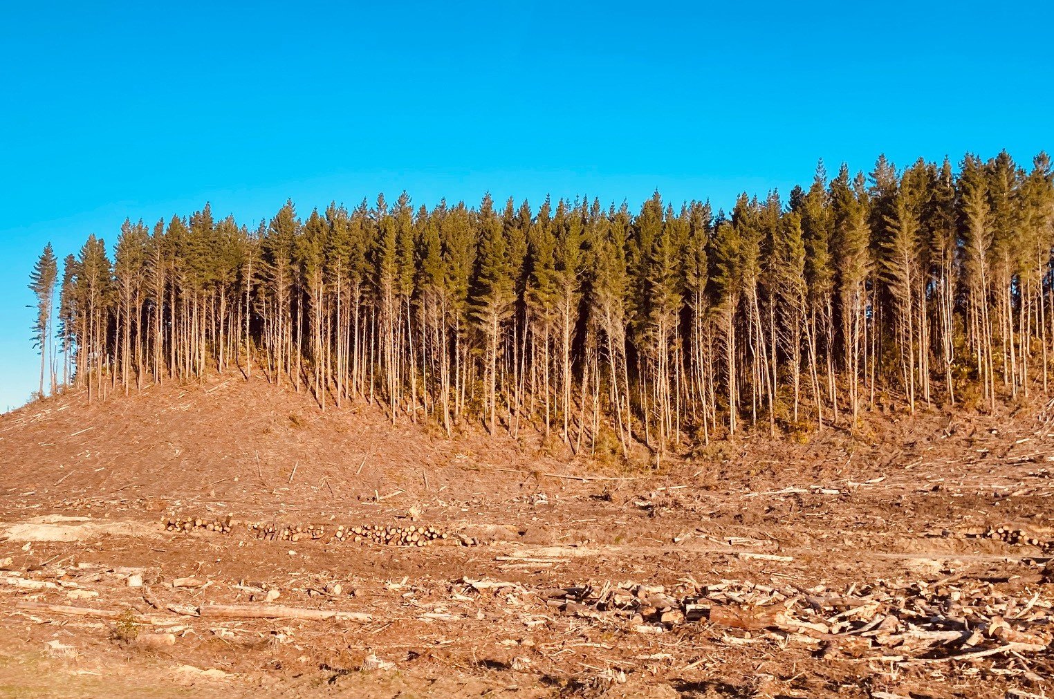 Monitor Deforestation and Re-planting