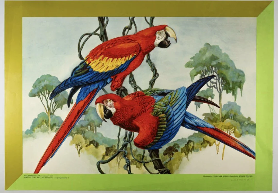 VINTAGE PLAKAT FRA BERLIN TIERPARK - PAPEGØYER