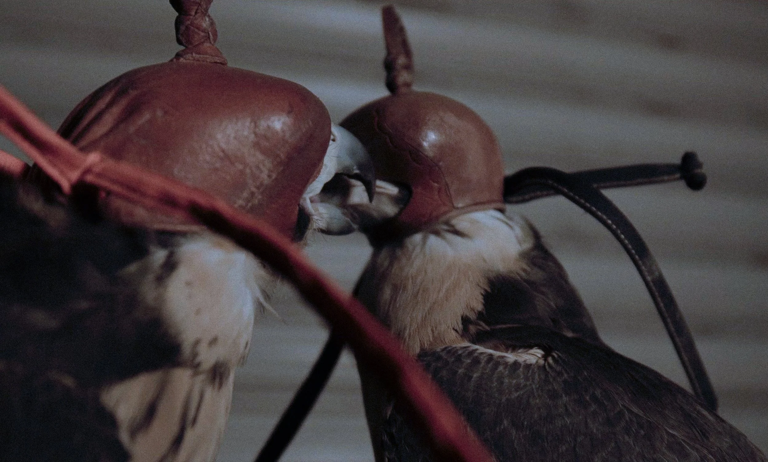 HIDE, an exhibition by Conor Ackhurst