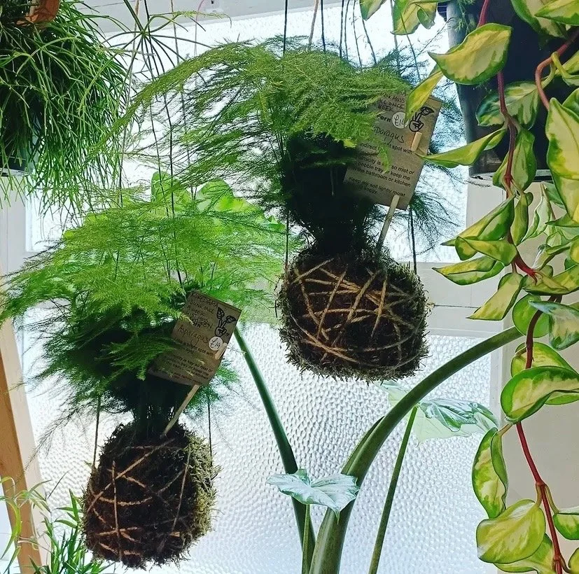 Cultivating Connections: Kokedama workshop with Gail Ileve
