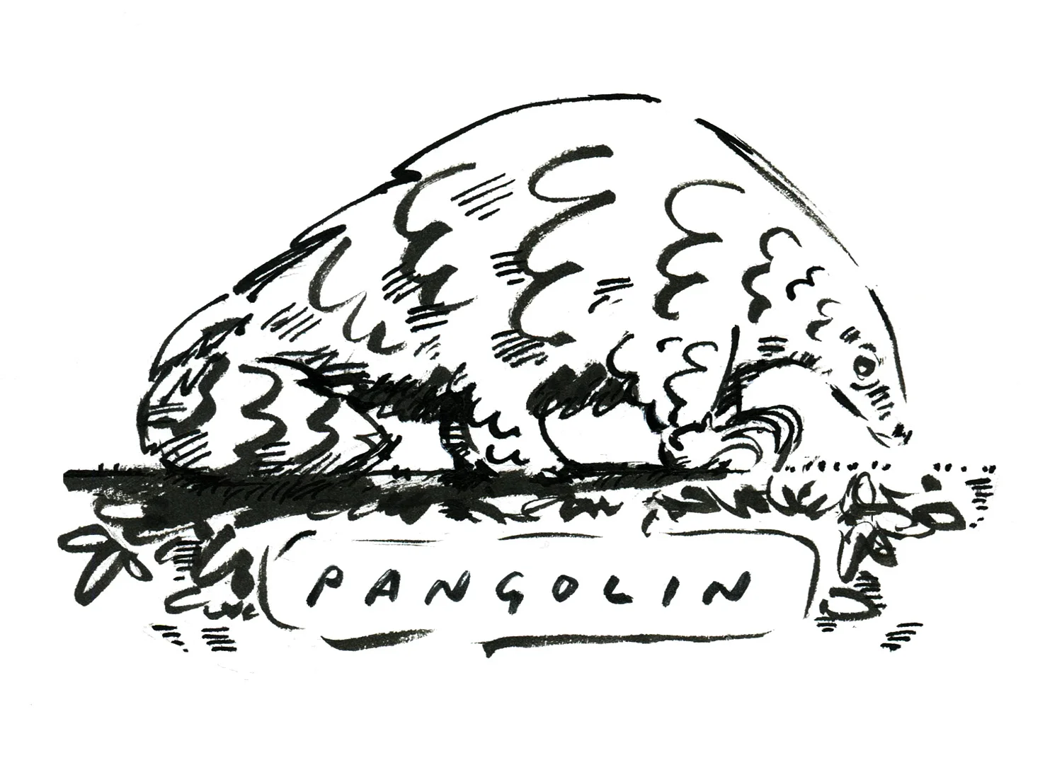 Pangolin Festival of Nature reduced.jpg