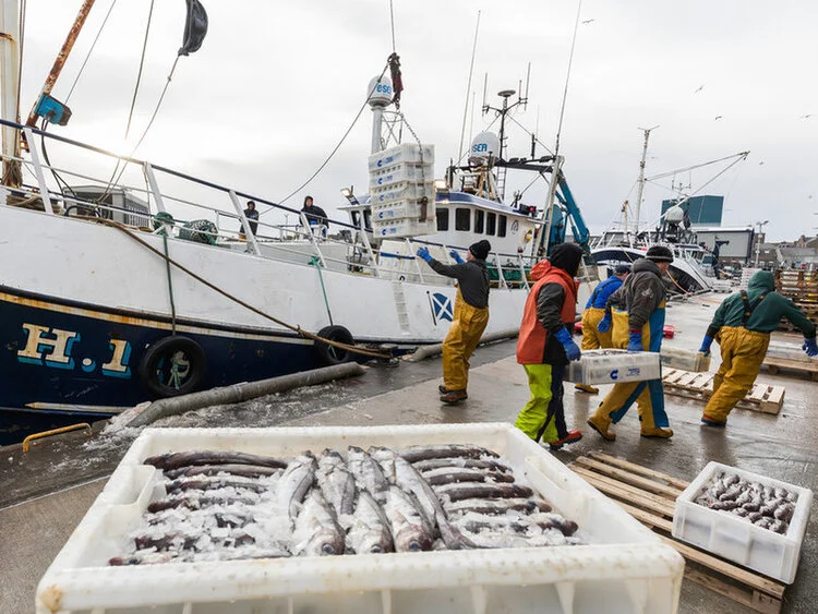 The Landing Obligation makes it a legal requirement to land all catches. Image supplied by Seafish: www.seafish.org.