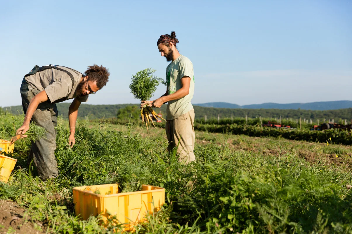 Glynwood_VegetableHarvest-62.jpg