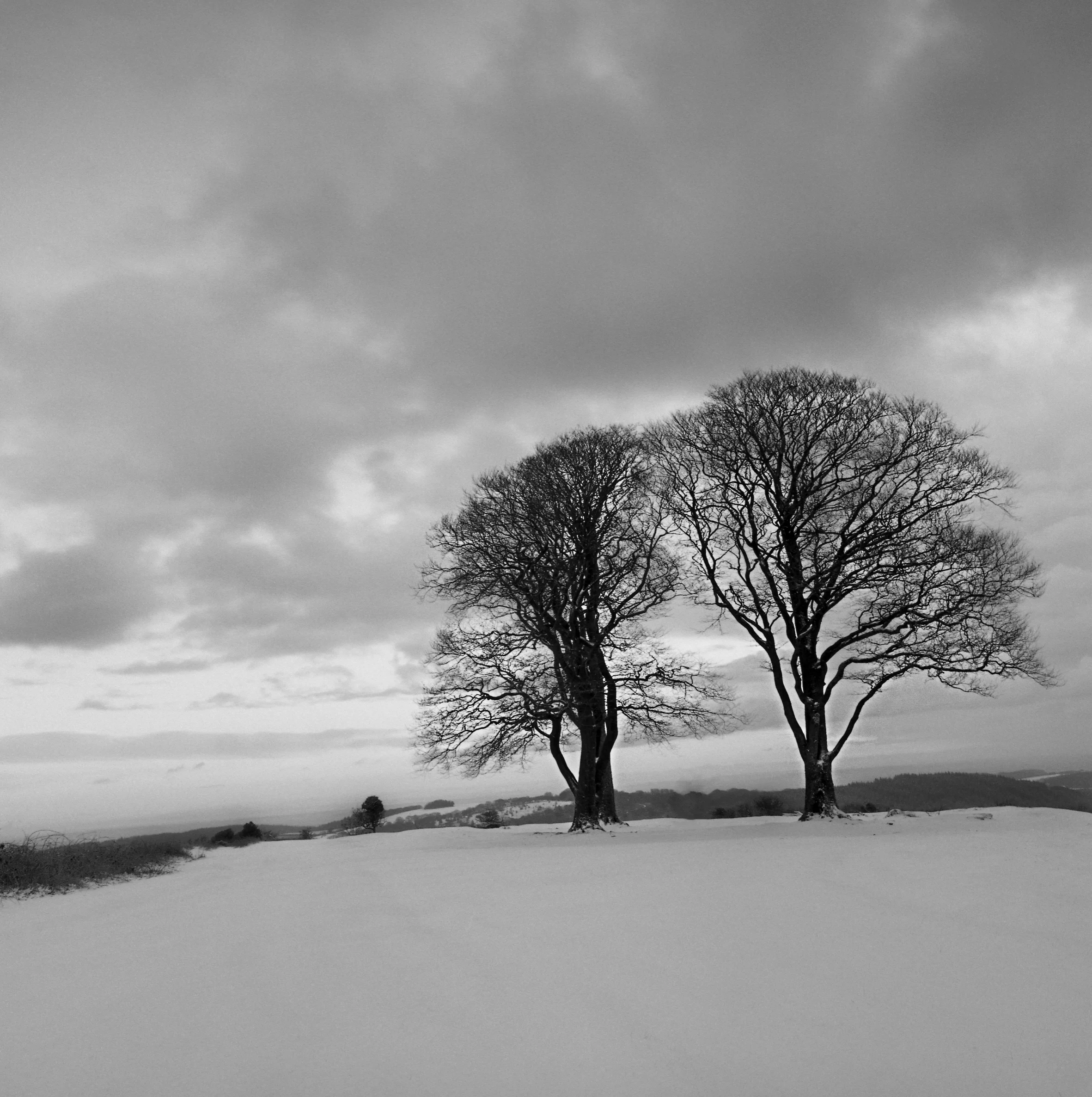 Jan 2019 Quantock009.jpg