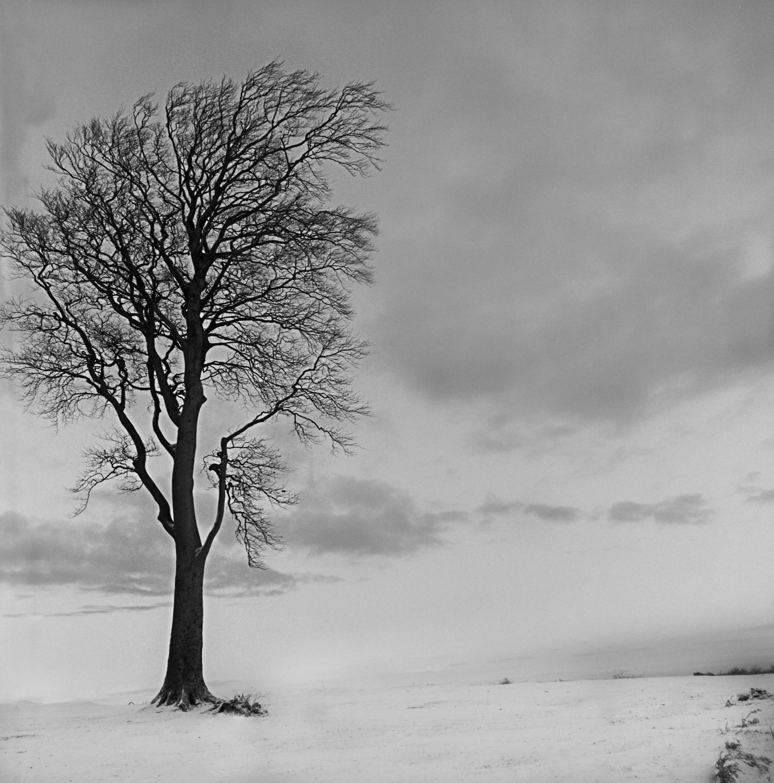 Jan 2019 Quantock002.jpg