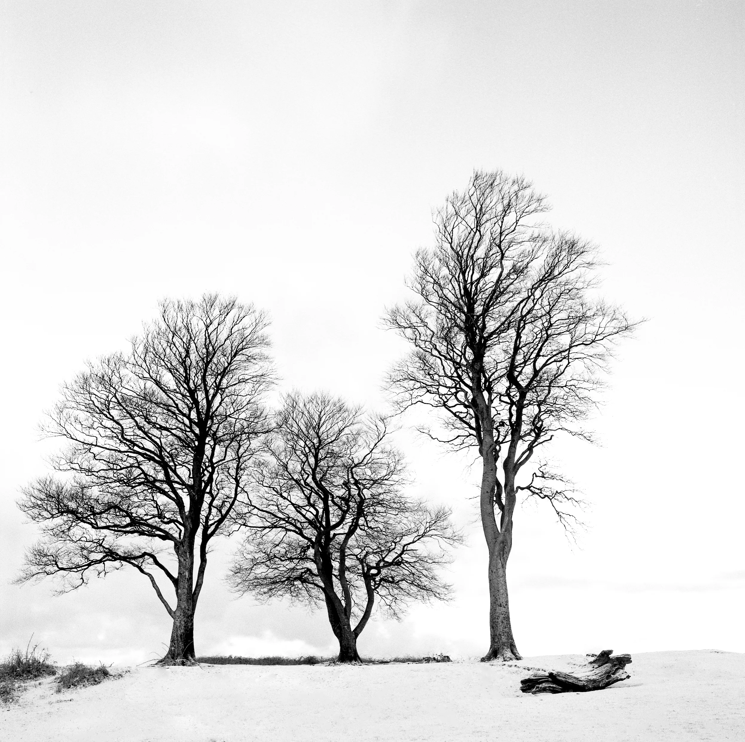 Jan 2019 Quantock016.jpg