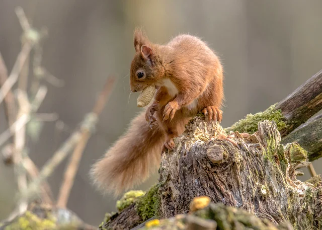 Where are the red Squirrels ?