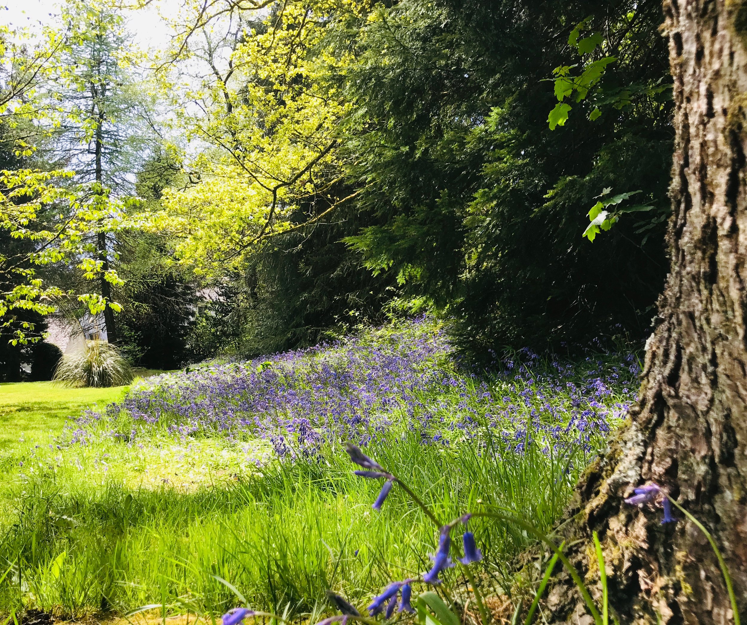 bluebells.jpeg