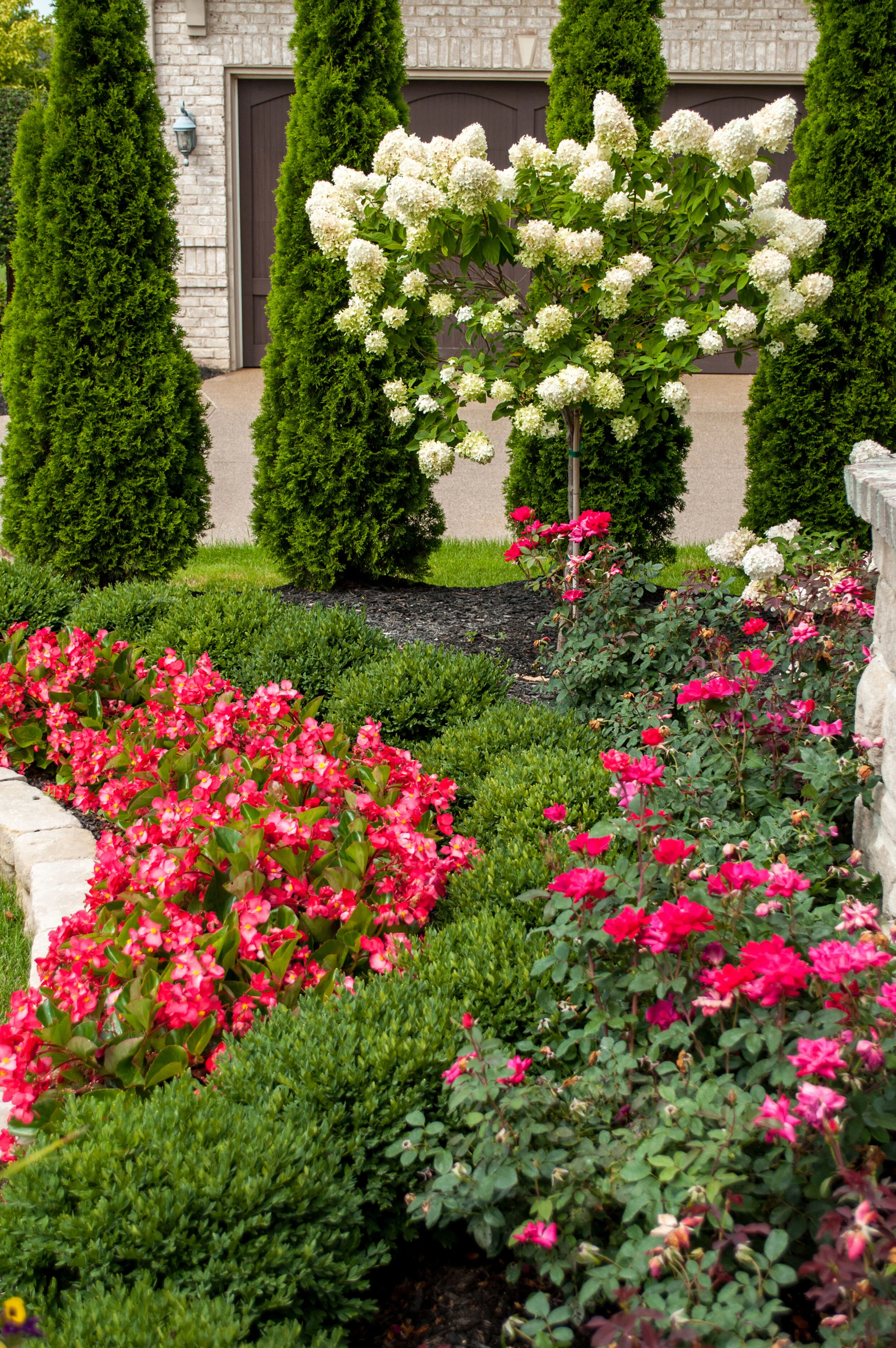 A yound hydrangea tree with roses in a garden bed by Sundown Gardens.jpg