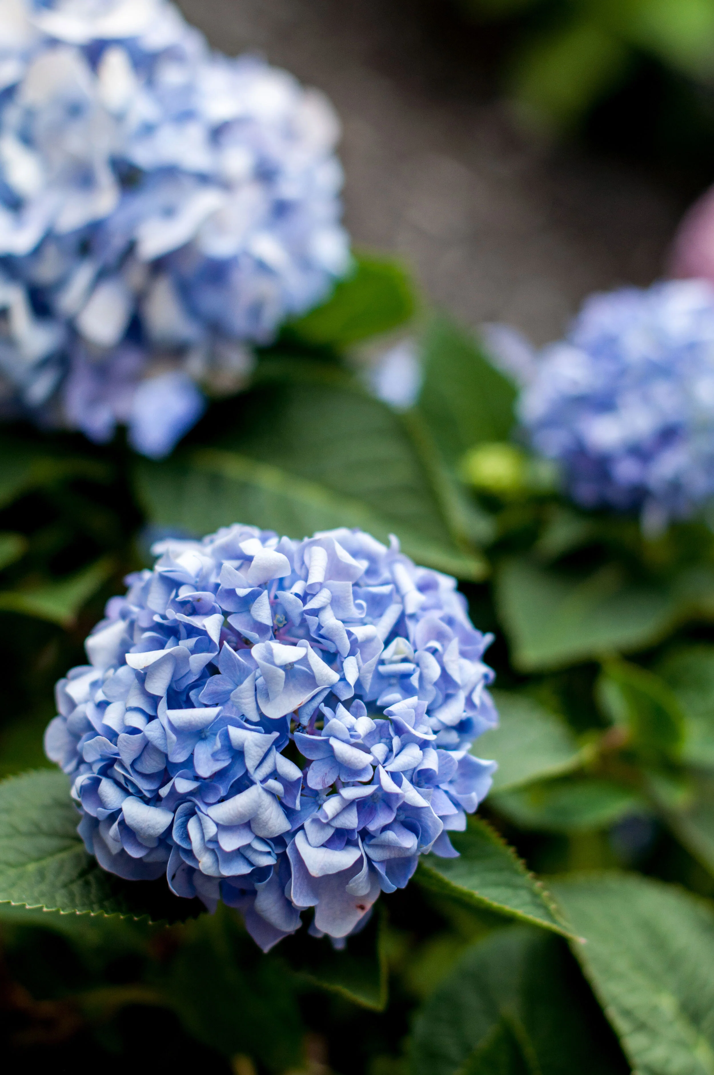 Hydrangea detail from a landscape project designed by Sundown Gardens.jpg