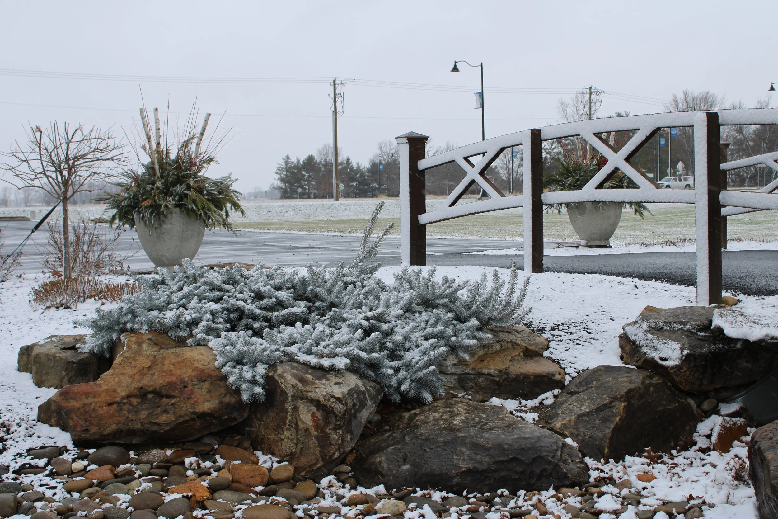 Tips for the Garden: January