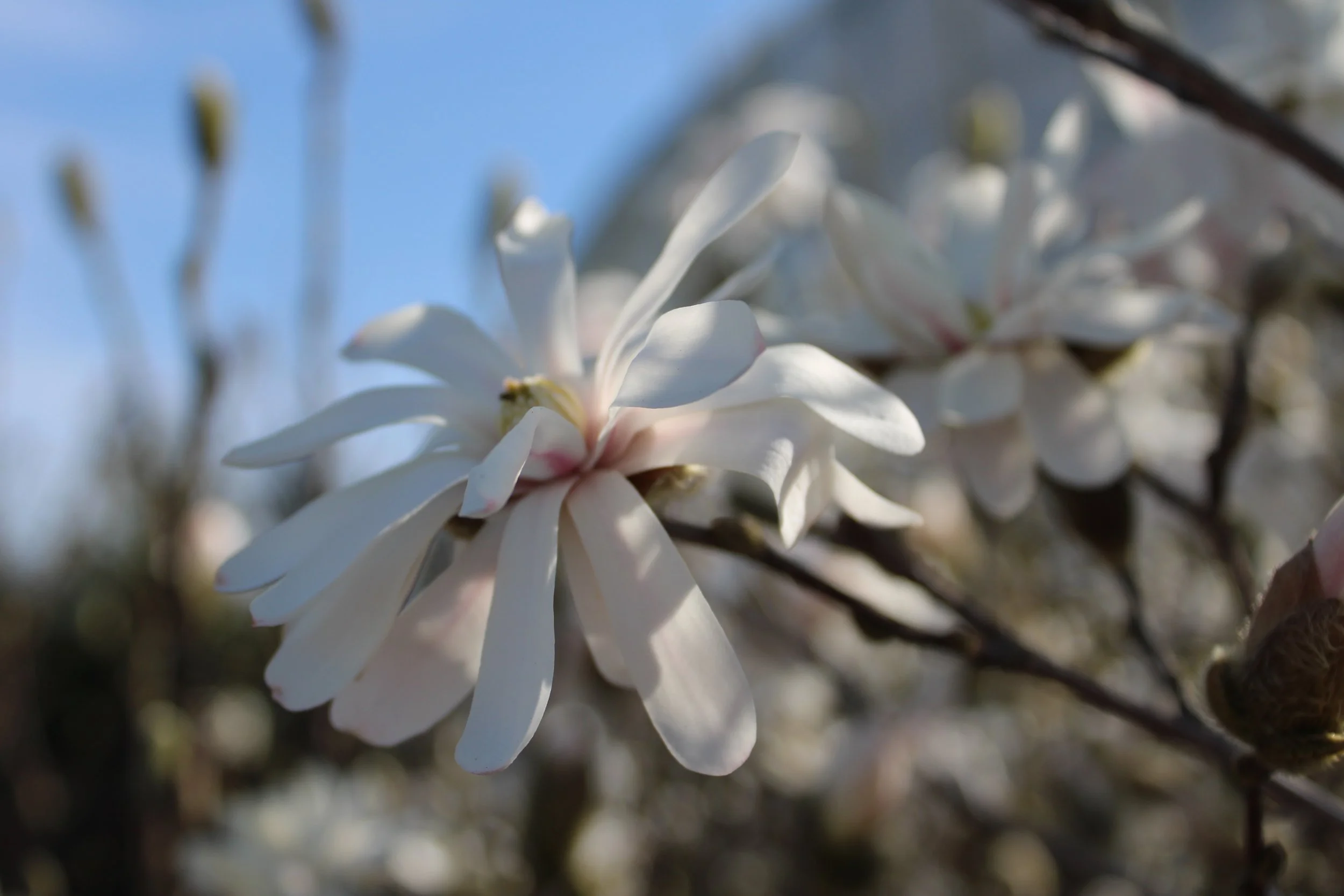 Tips for the Garden: April