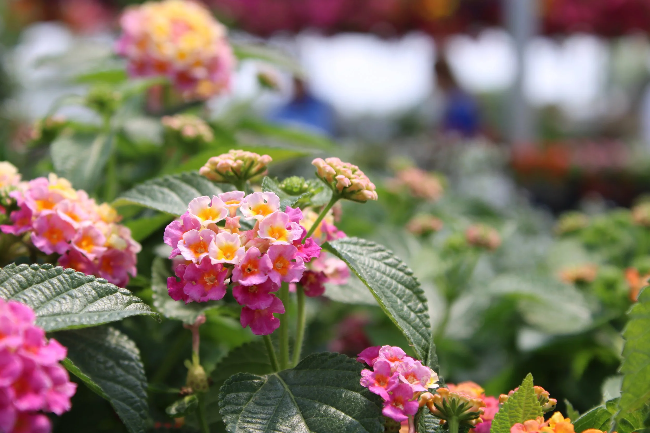 Tips for the Garden: May