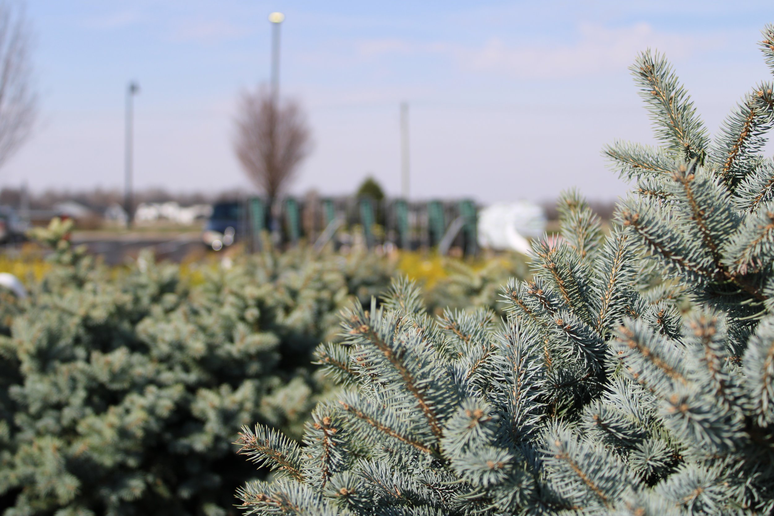 What's the Deal with Blue Spruce?