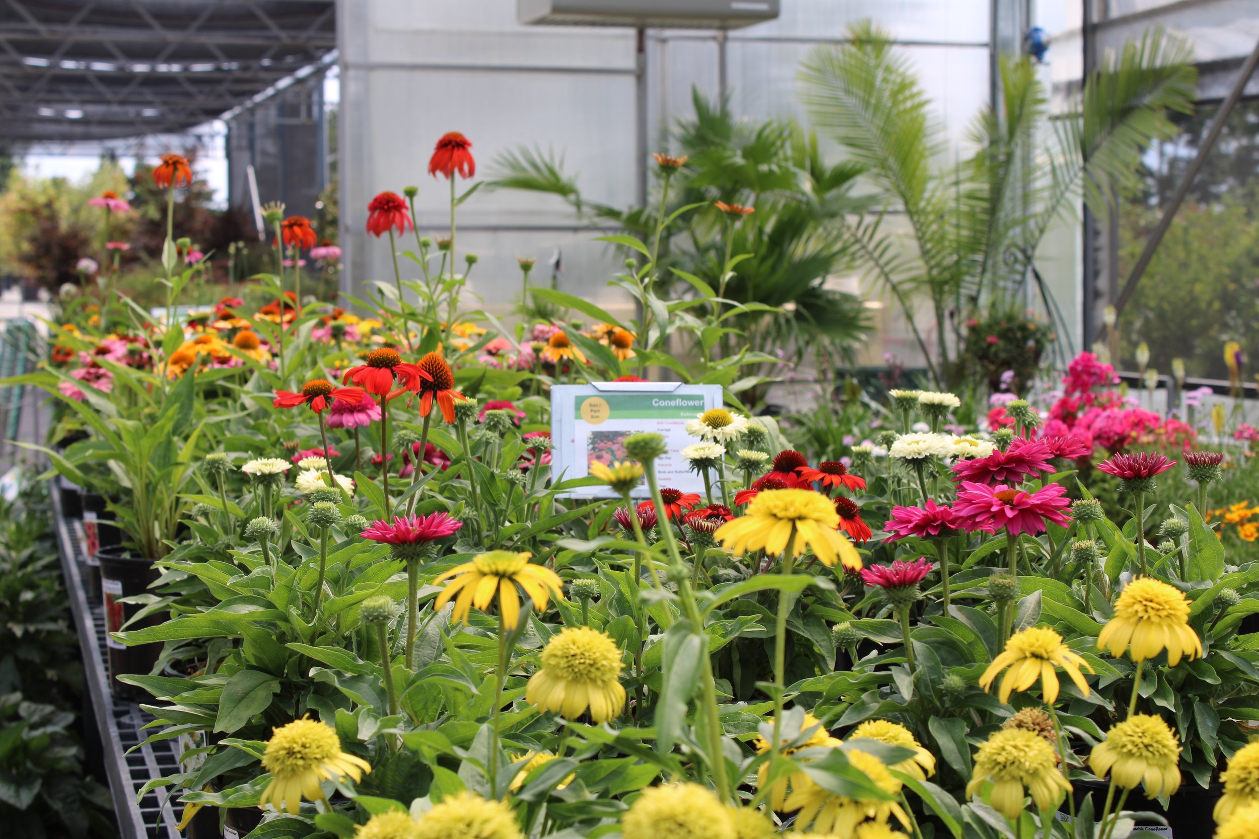 Tips for the Garden: August