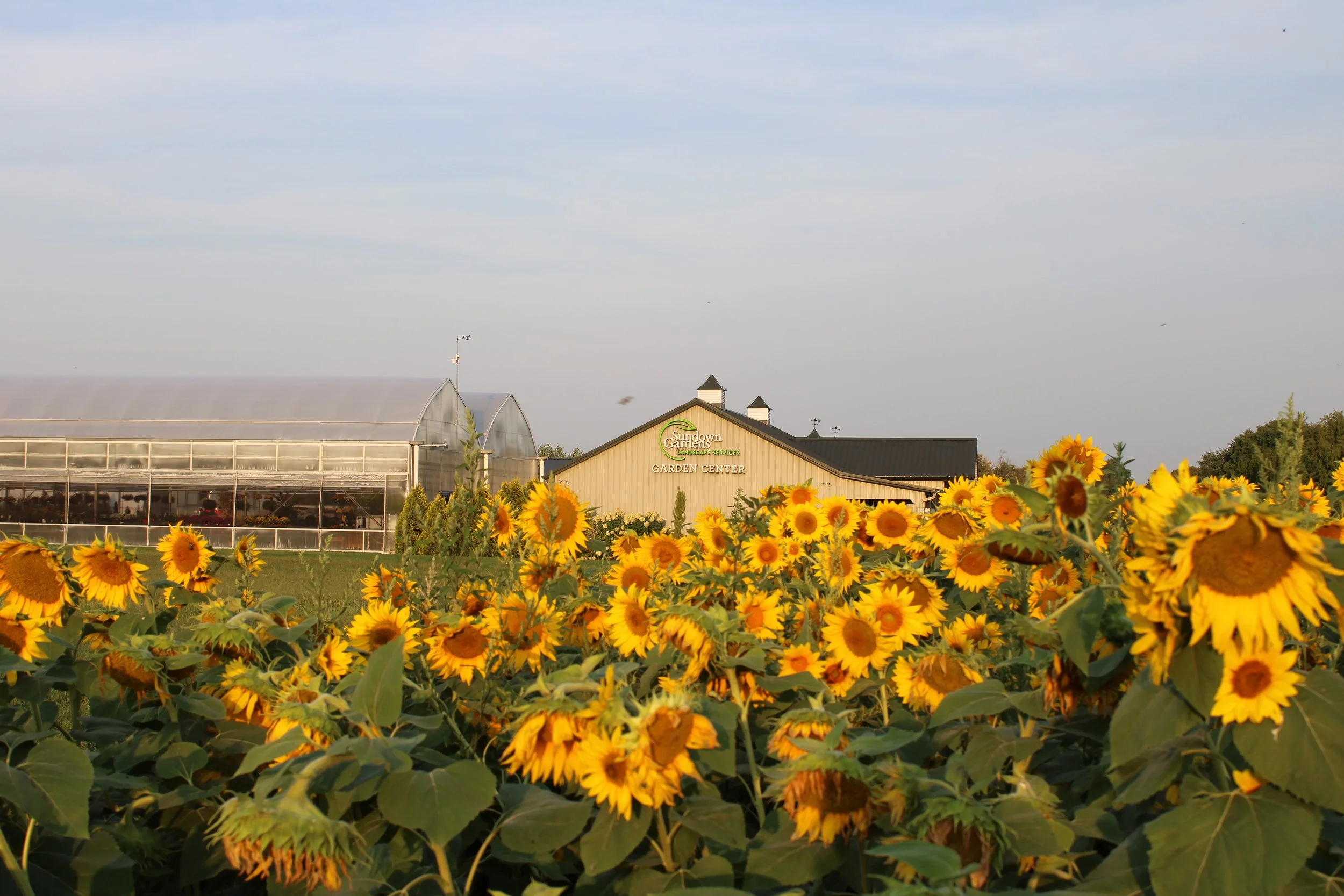 Tips for the Garden: September