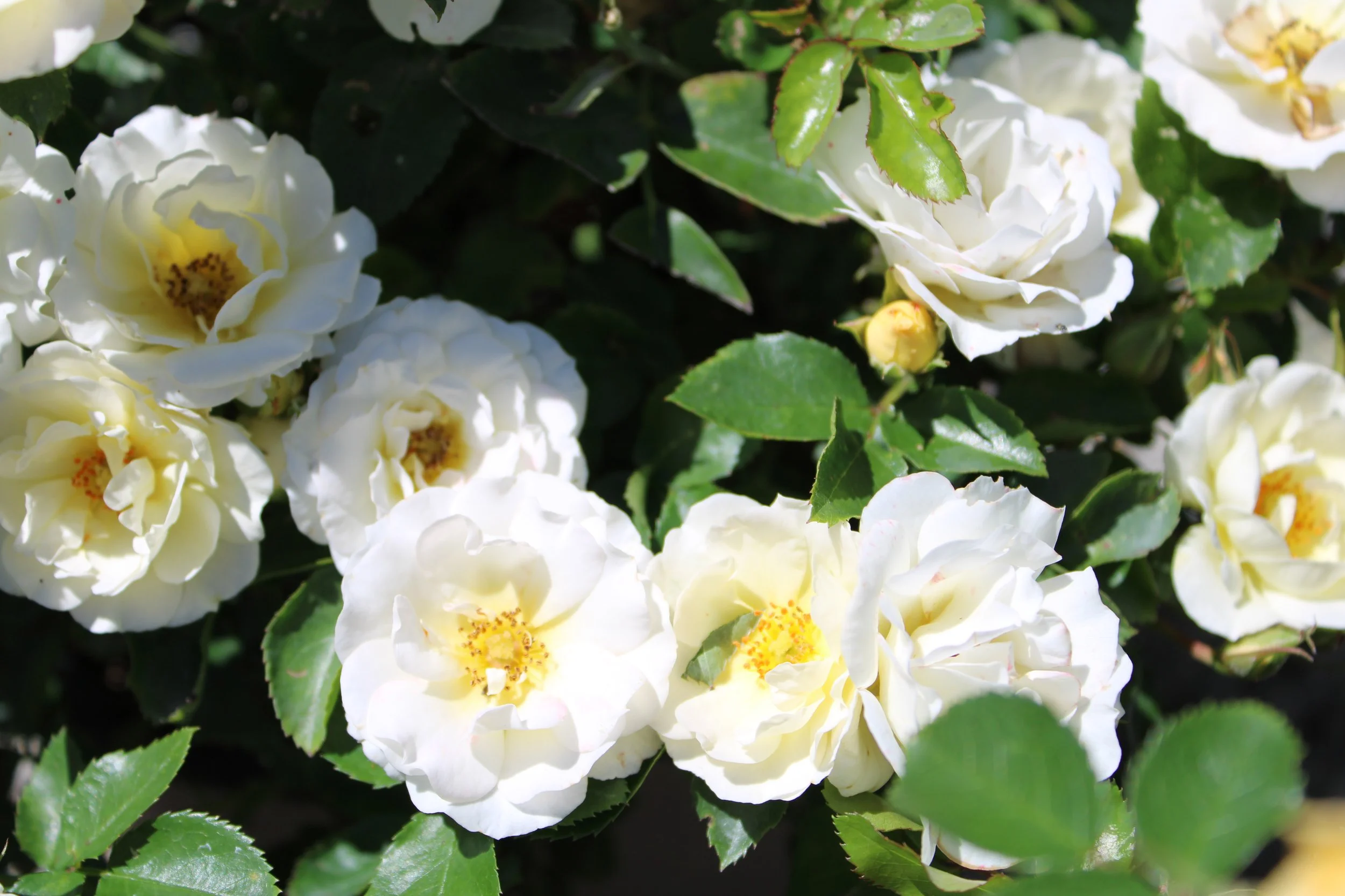 Rose Care: An Overview