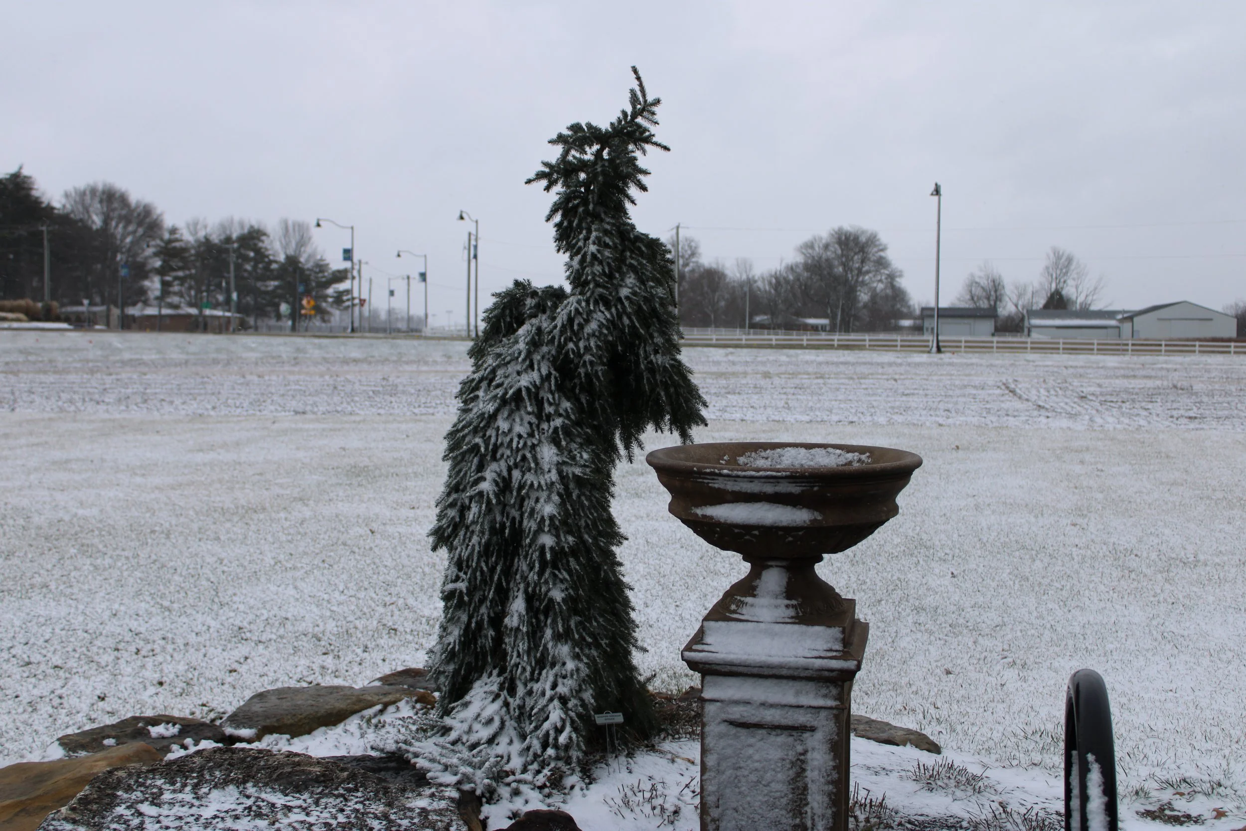 Tips for the Garden: December
