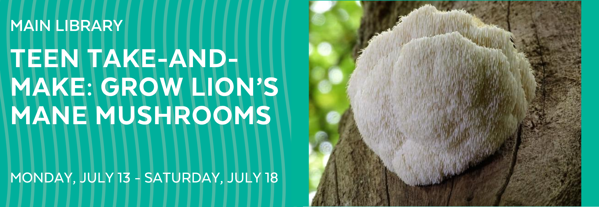 Lions mane.png