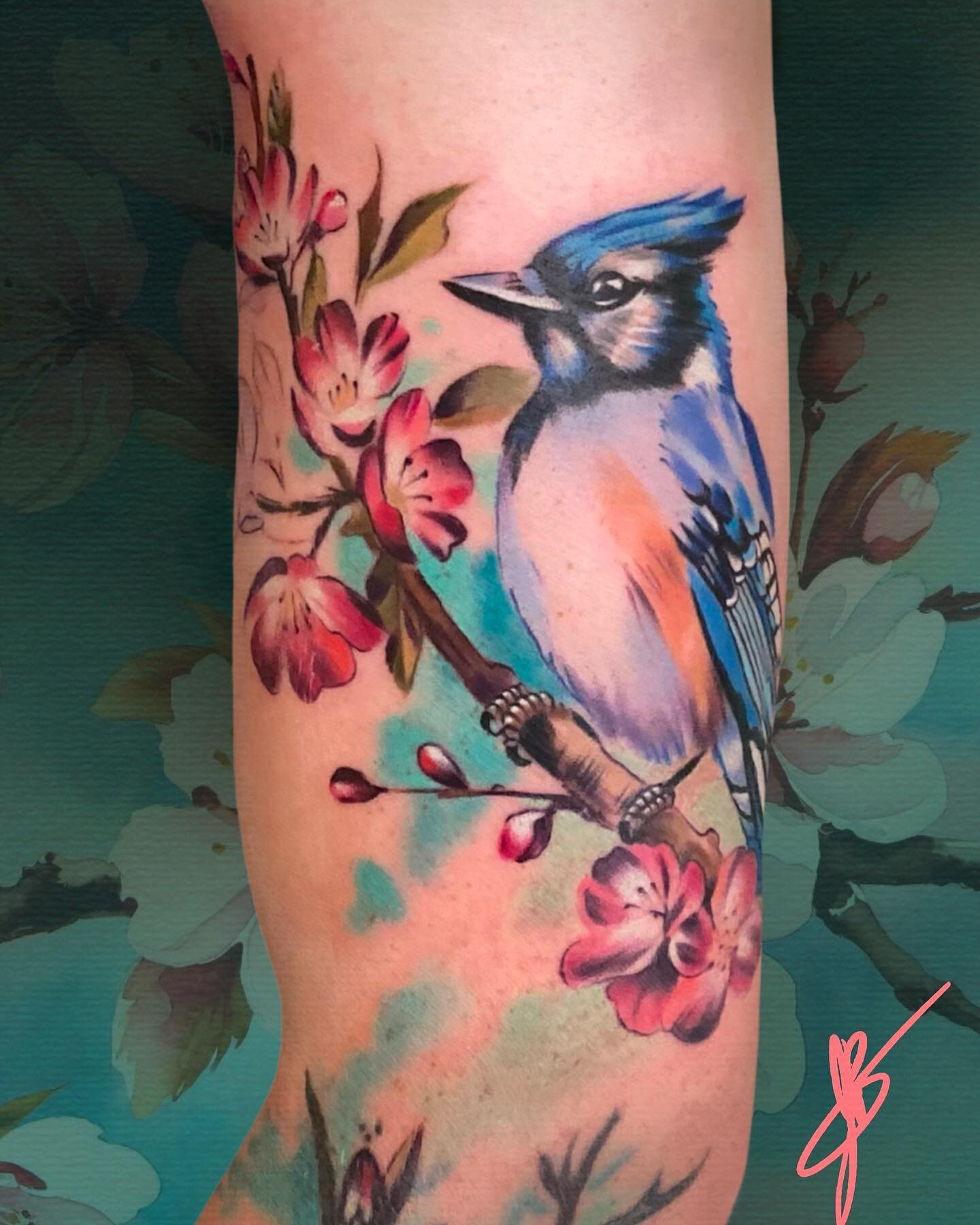Blue Jay on a cherry branch with the start of a background. This will be a full sleeve of cherry blossoms eventually.