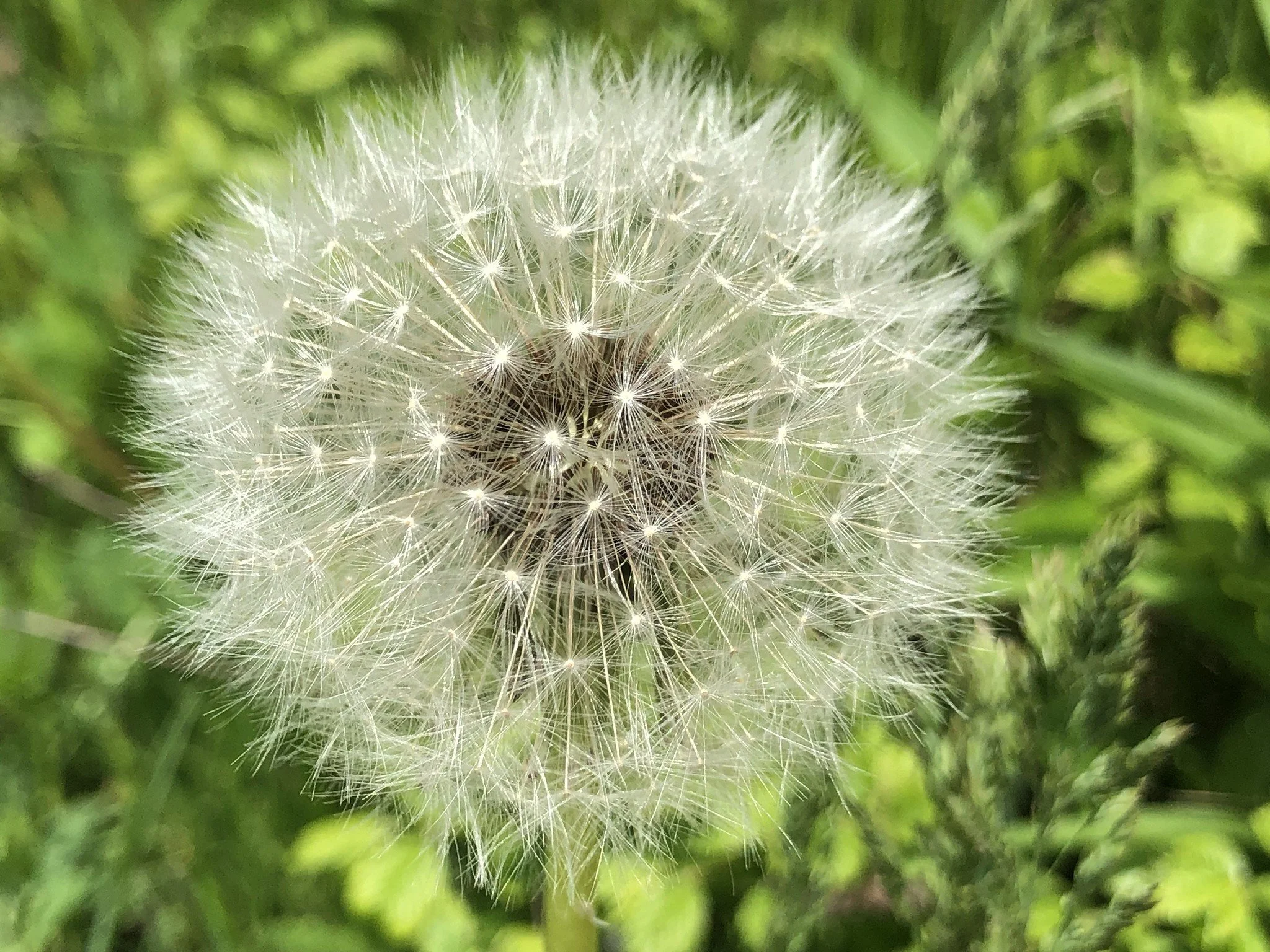 dandelion wishes.jpg