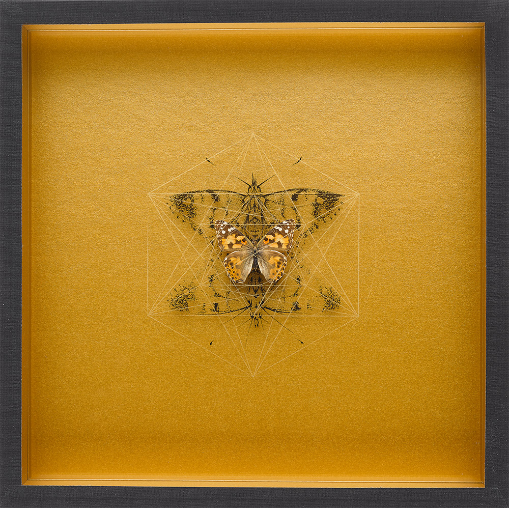 Painted Ladies 3