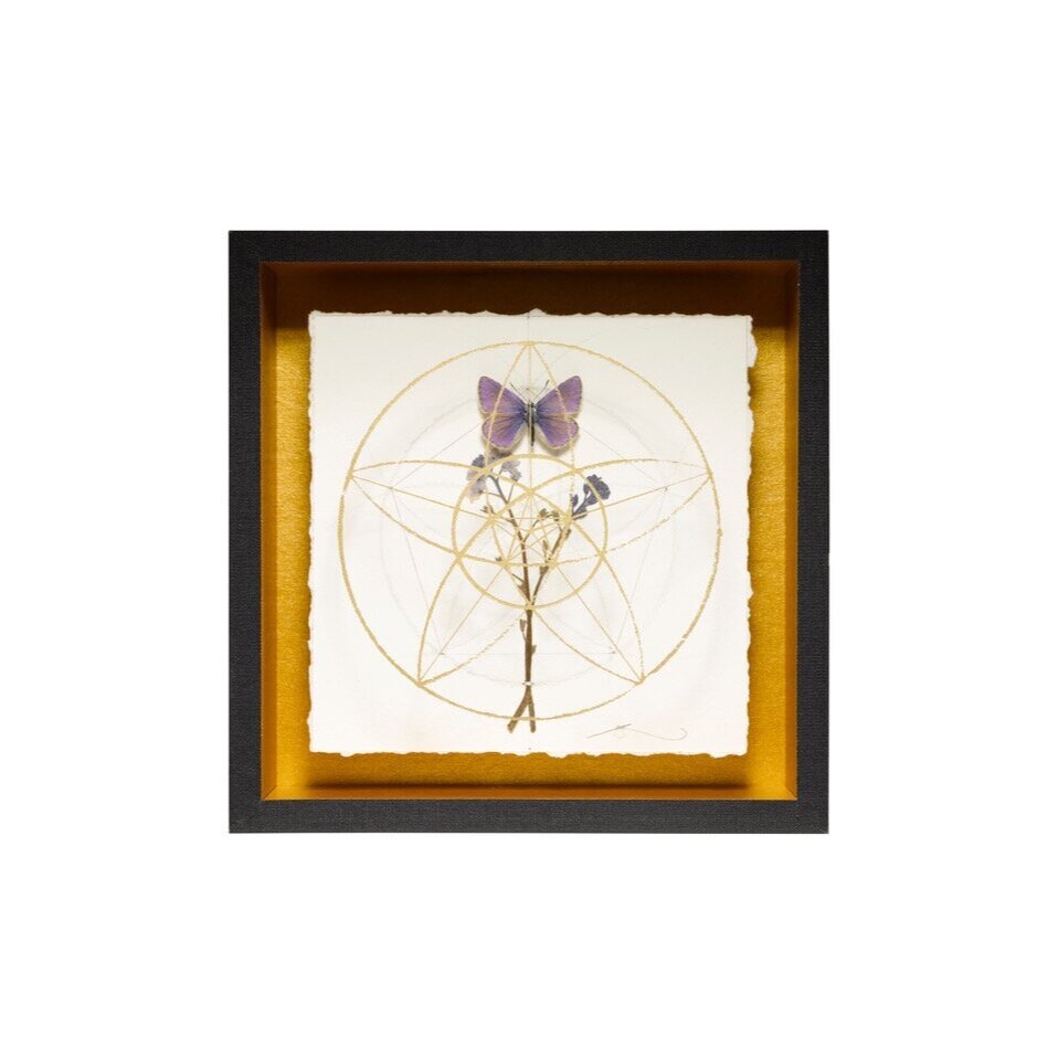 Geometry%2Bof%2Bthe%2BForget%2BMe%2Bnot%2B1.Drawing%2Bon%2Bpaper%2Bframed%2Bin%2Ba%2Bbox%2Bwith%2Ba%2Bpressed%2Bforget%2Bme%2Bnot%2Bflower%2Band%2Bcommon%2Bblue%2BButterfly%2Bwith%2Bscreen%2Bprinted%2Bgeometry%2Bon%2Bthe%2Bglass%2B.%2B15%2Bx%2B15cm%2Bjpg.jpg