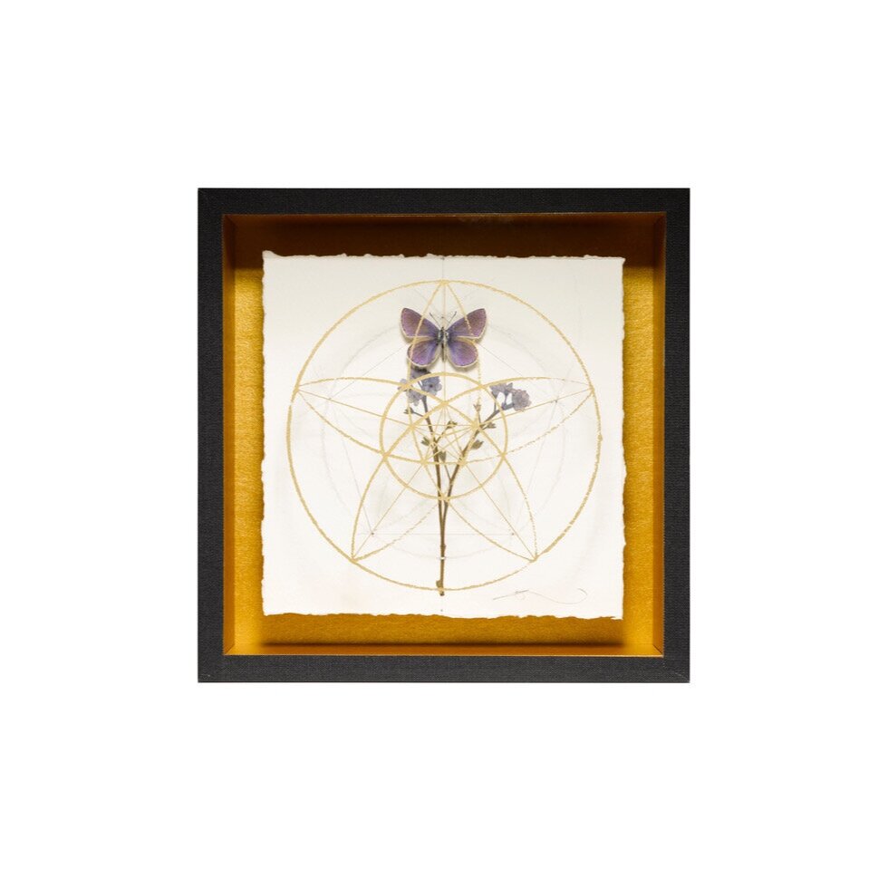 Geometry+of+the+Forget+Me+Not+3.jpg