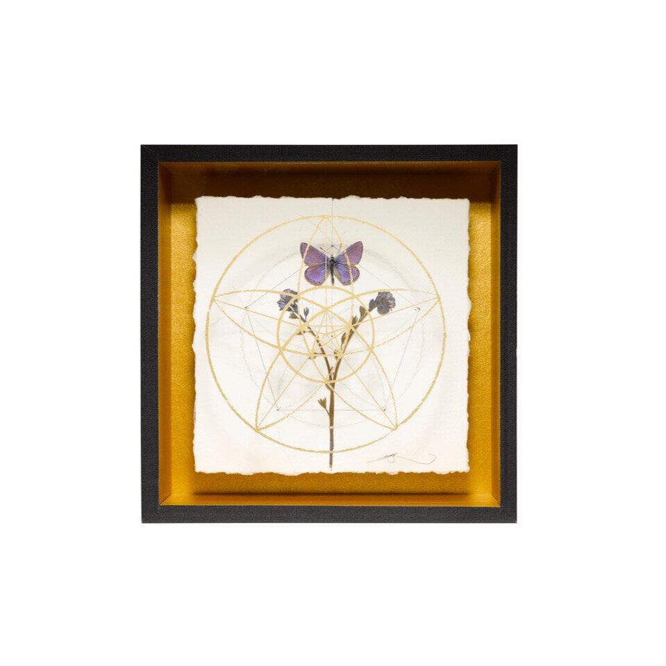 Geometry+of+the+Forget+Me+Not+5.jpg