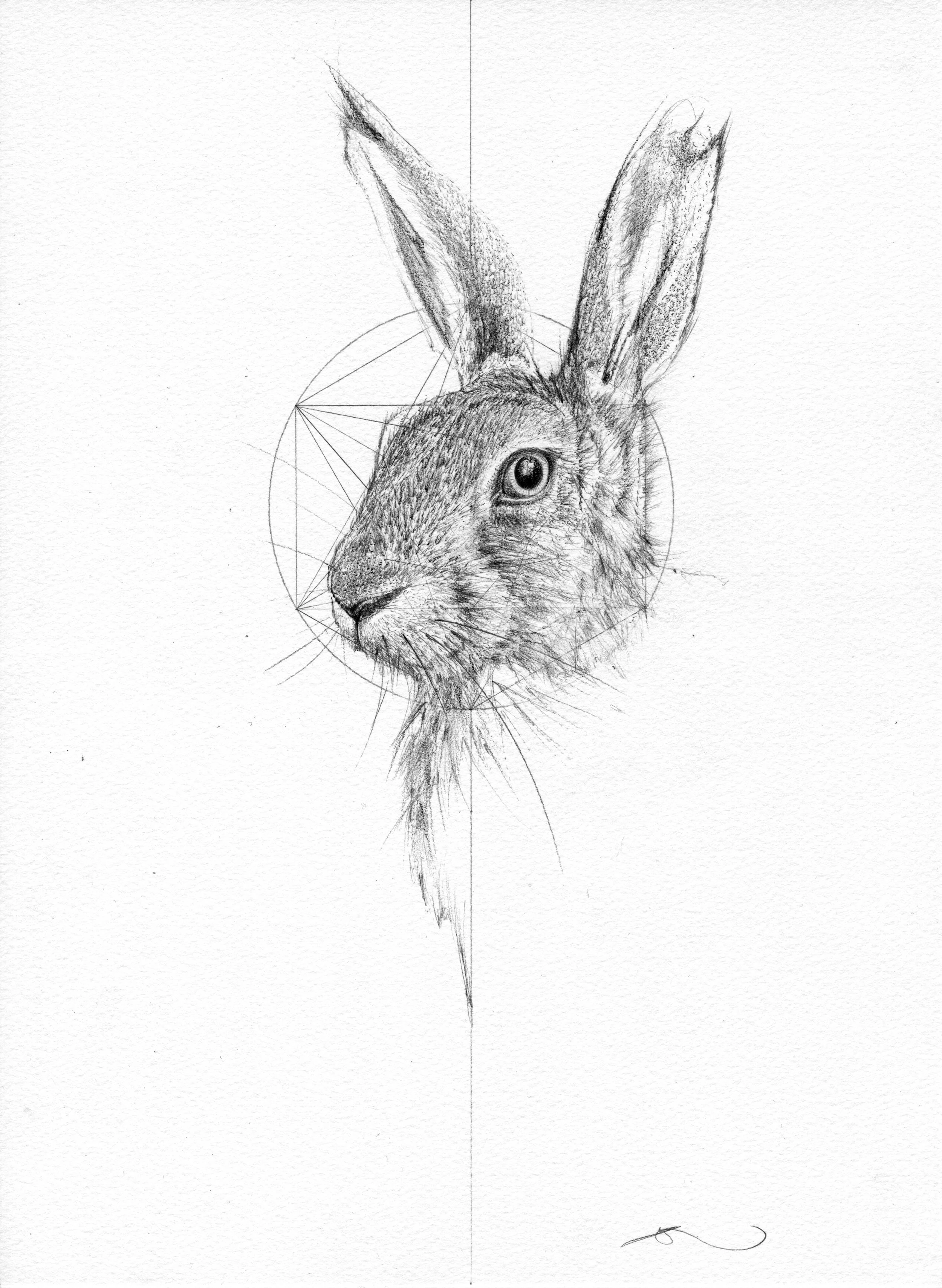 Buck Rabbit - 28cm x 38cm