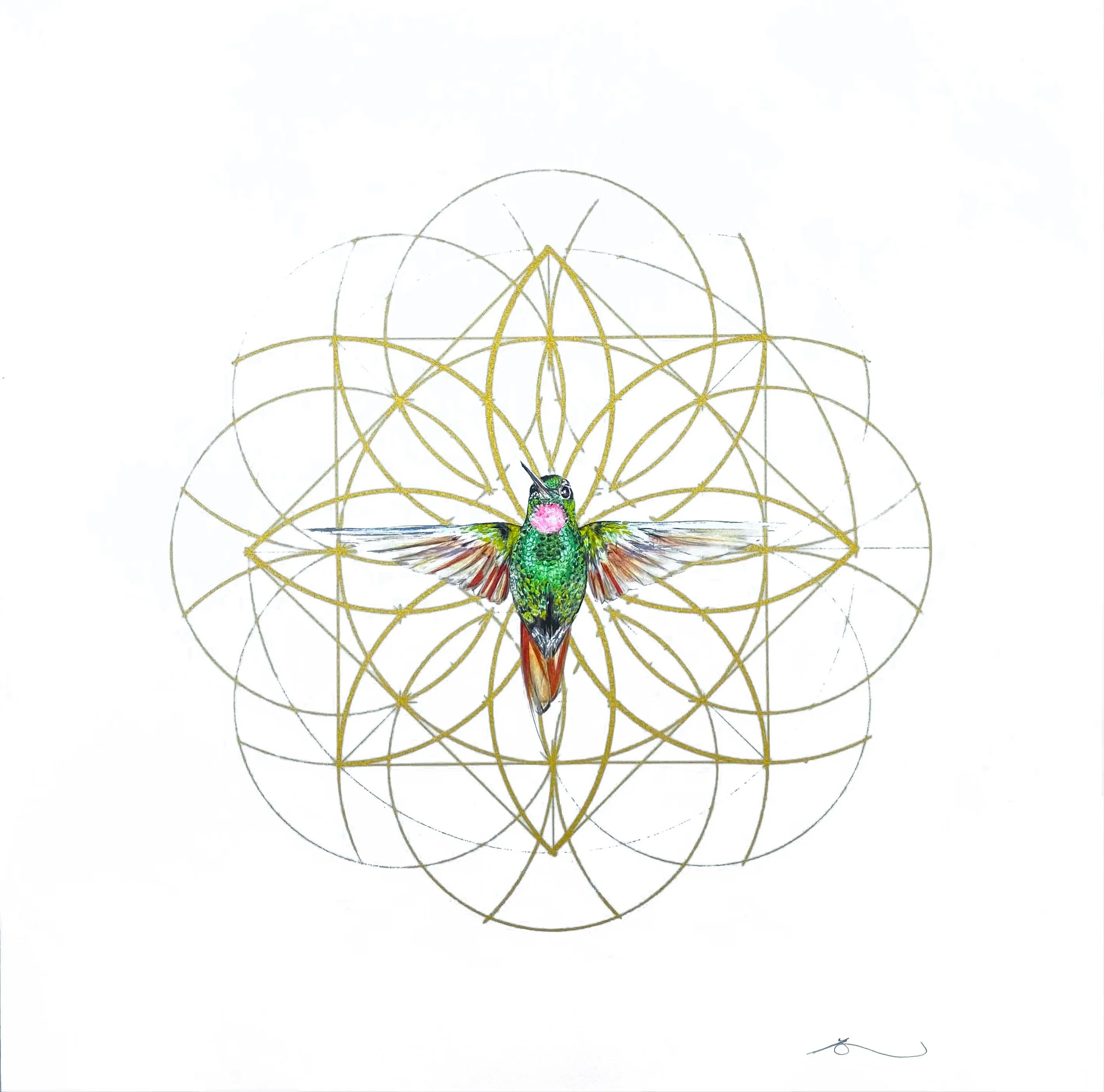 Hummingbird 5 copy.jpeg