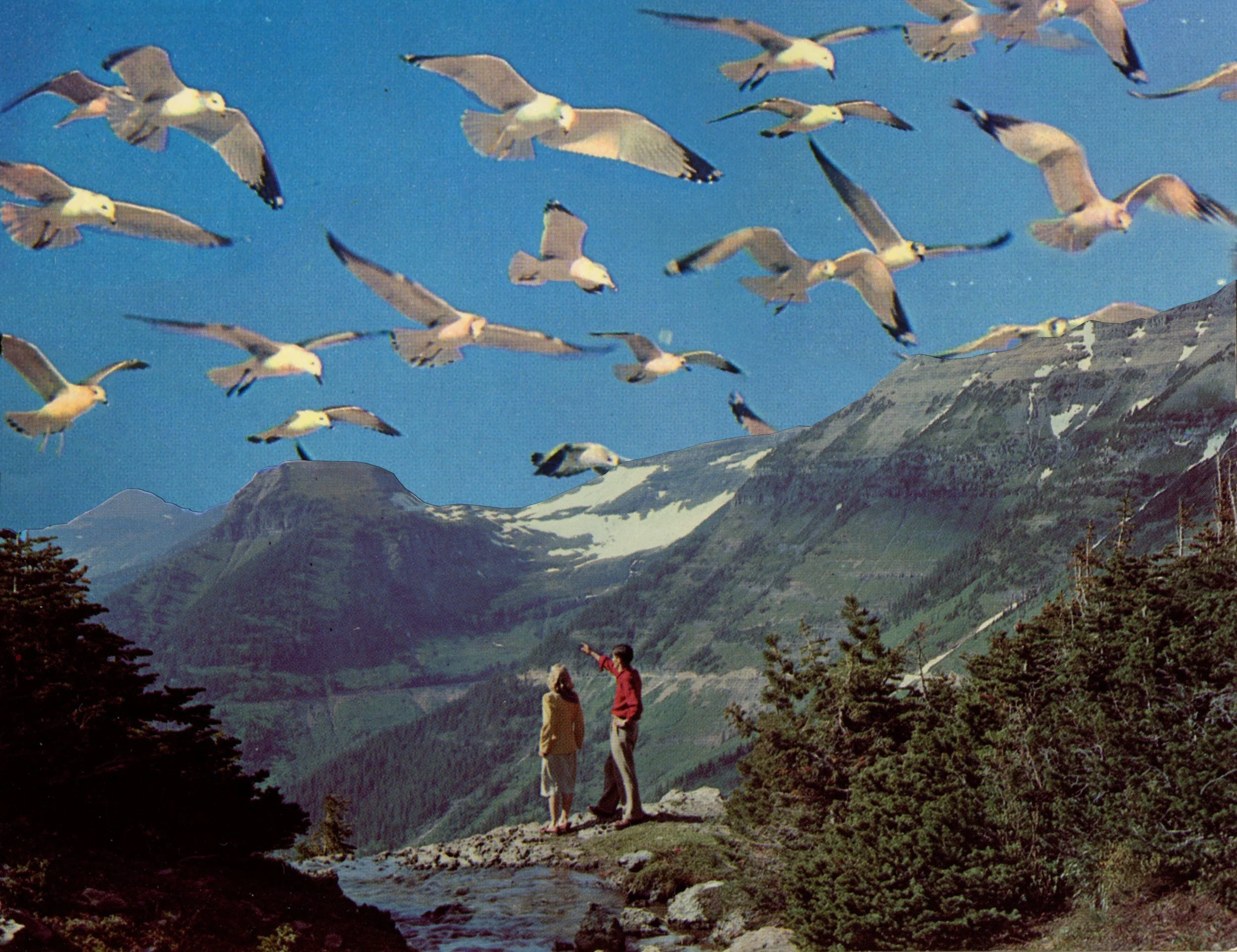 Birds.jpg
