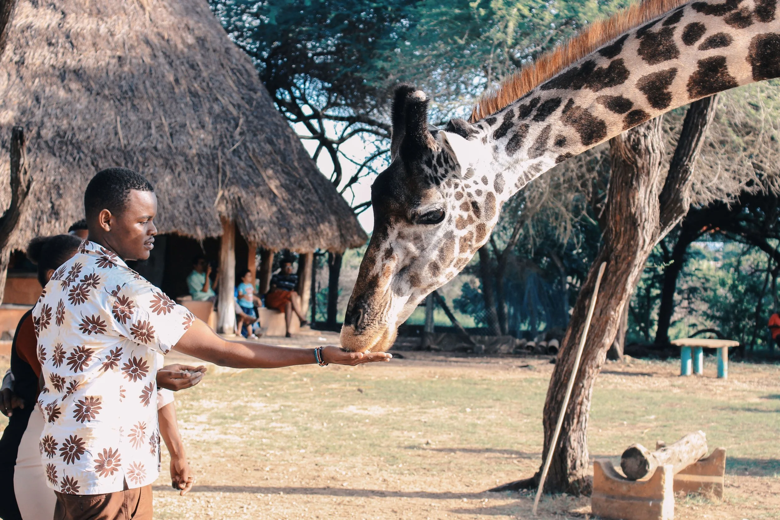 A person offering their hand to a giraffe in a zoo or wildlife park. The giraffe is extending its neck and licking the person's hand. There are trees and a thatched hut in the background.