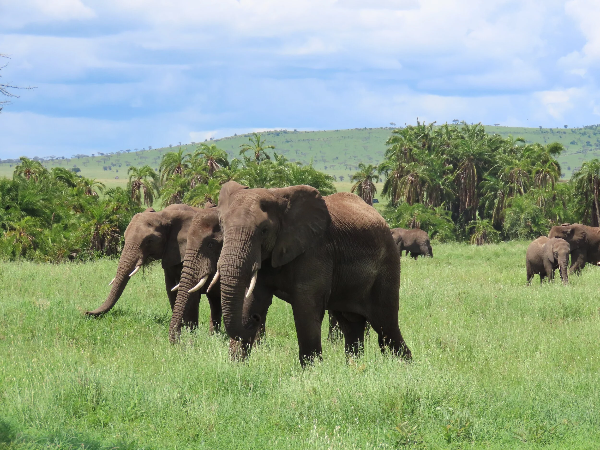 A herd of elephants walking through a lush green grassland with palm trees, rolling hills, and a blue sky with scattered clouds in the background.
