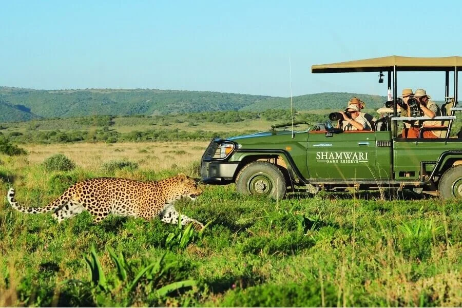 A leopard crouching on grassy land near a safari vehicle with tourists, in the Shamwari Game Reserve.