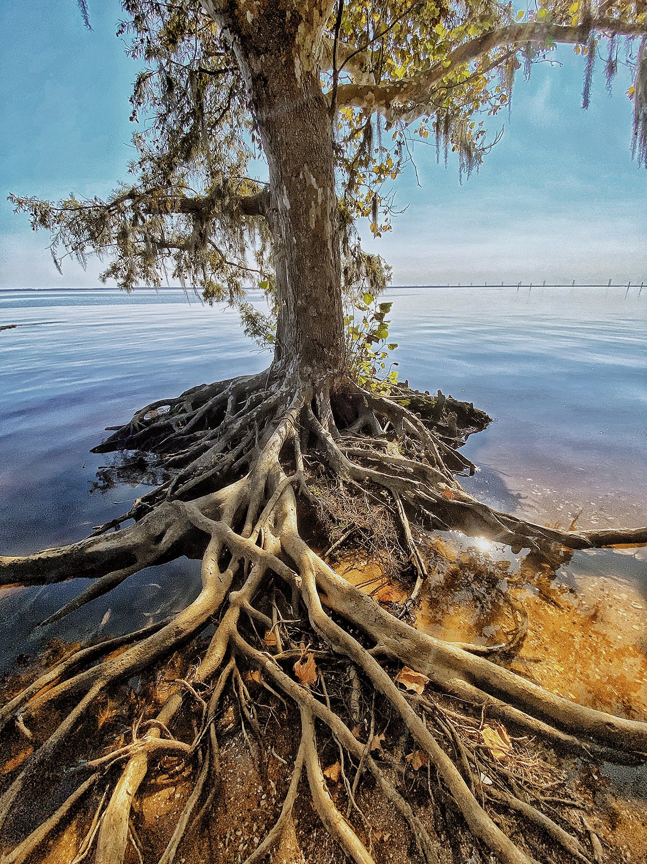 Sound Tree Roots Color lowres.jpg