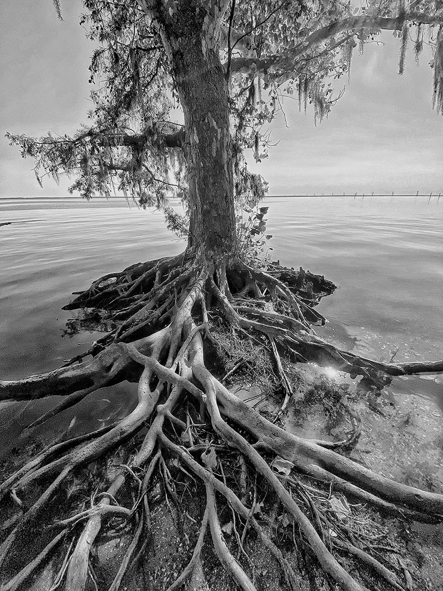 Sound Tree Roots BNW lowres.jpg