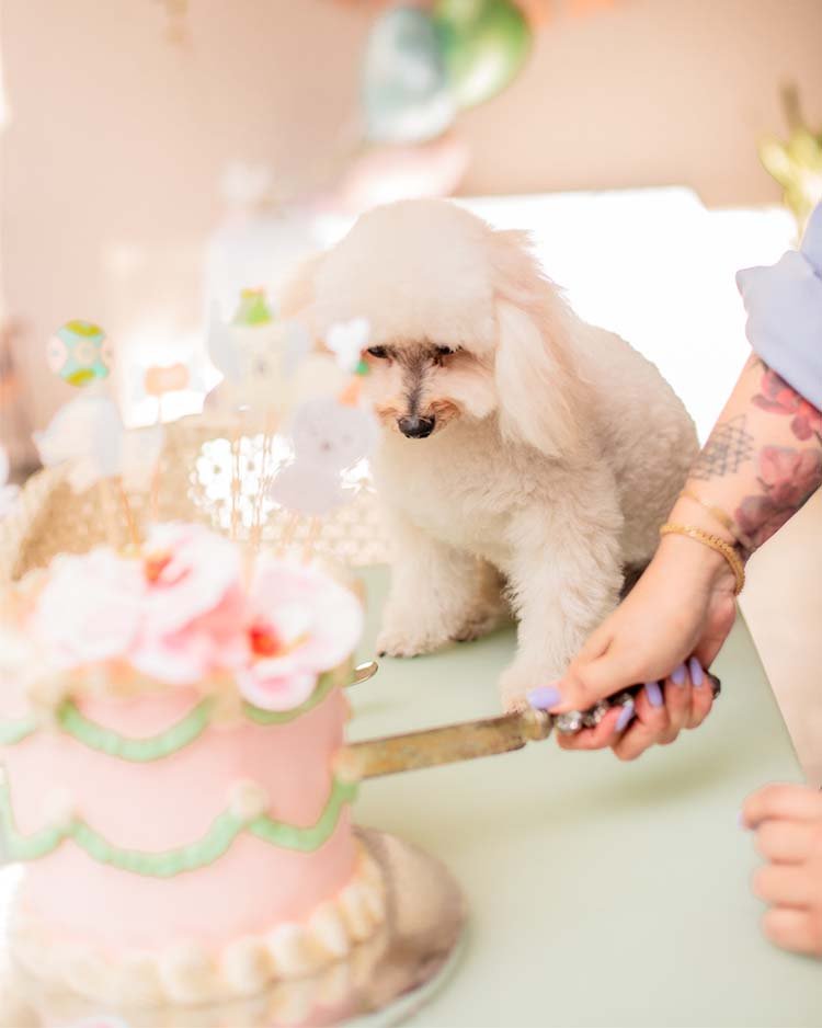 fotos de cumpleaños para mascotas en Guadalajara jalisco