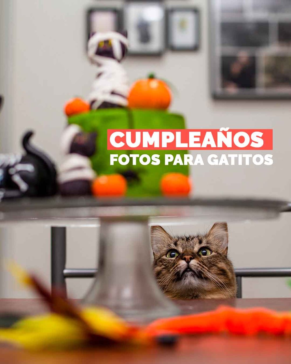 pastel para gatos — Fotografía de mascotas GDL — Ale Morán Fotos de  mascotas en Guadalajara
