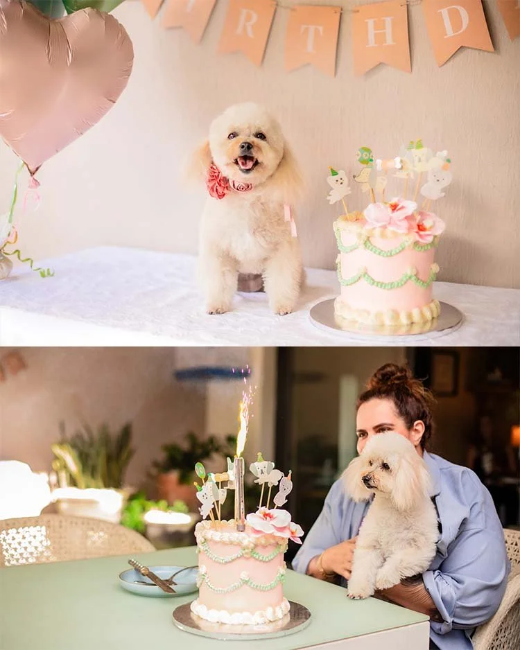 Fotografía de cumpleaños de mascotas Guadalajara Jalisco