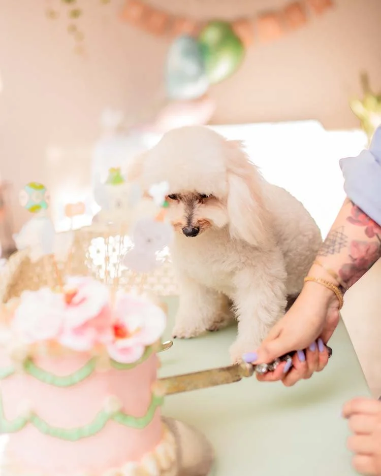 Cumpleaños de mascotas