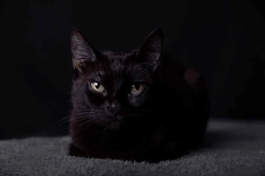alemoranfoto-fotografia-de-mascotas-estudio-fotografico-movil-en-casa-guadalajara-jalisco17.jpg
