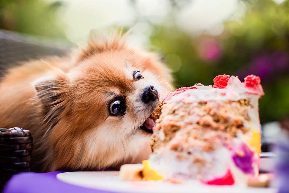 alemoranfoto-fotos-de-cumpleaños-para-mascotas-en-guadalajara-jalisco6.jpg