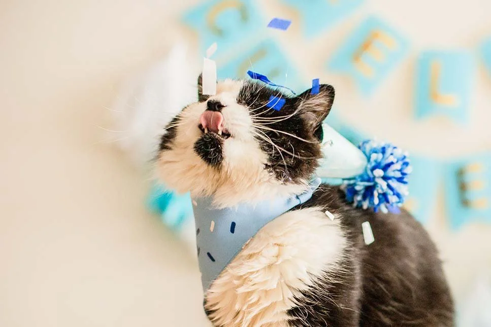 alemoranfoto-fotos-de-cumpleaños-para-mascotas-en-guadalajara-jalisco3.jpg