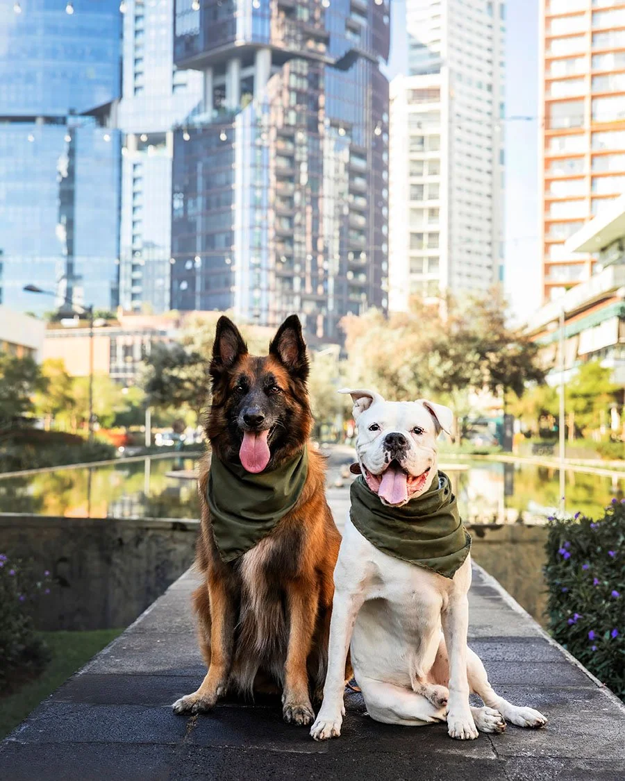 fotografía para mascotas en guadalajara jalisco