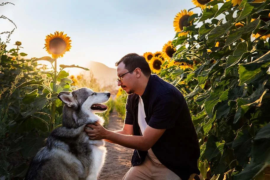 alemoranfoto-fotografia-de-mascotas-en-guadalajara-jalisco-sesion-de-fotos-en-campo-de-girasoles-3.jpg