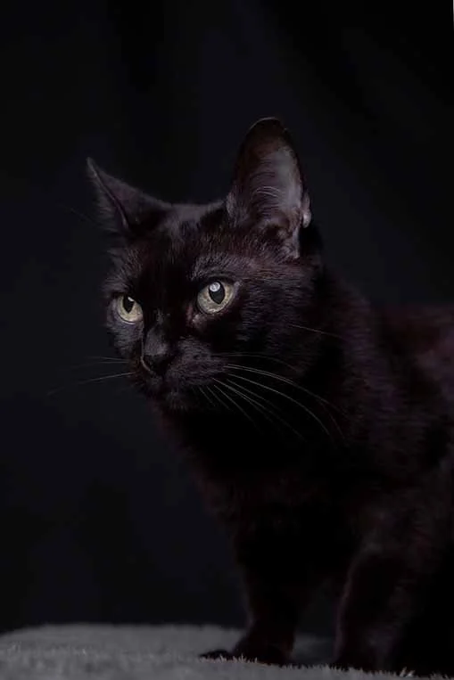 alemoranfoto-fotografia-de-mascotas-estudio-fotografico-movil-en-casa-guadalajara-jalisco22.jpg