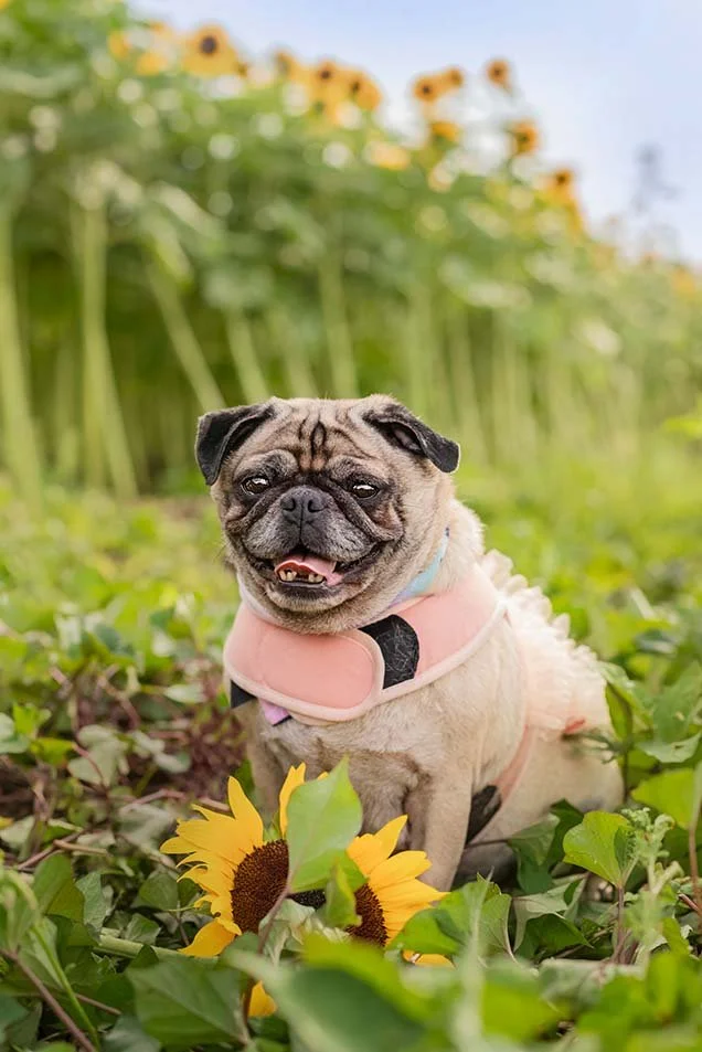 fotos de mascotas en campos de girasoles en Guadalajara jalisco