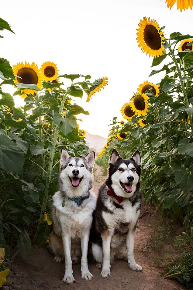 fotos de mascotas en campo de girasoles rancho san juan diego